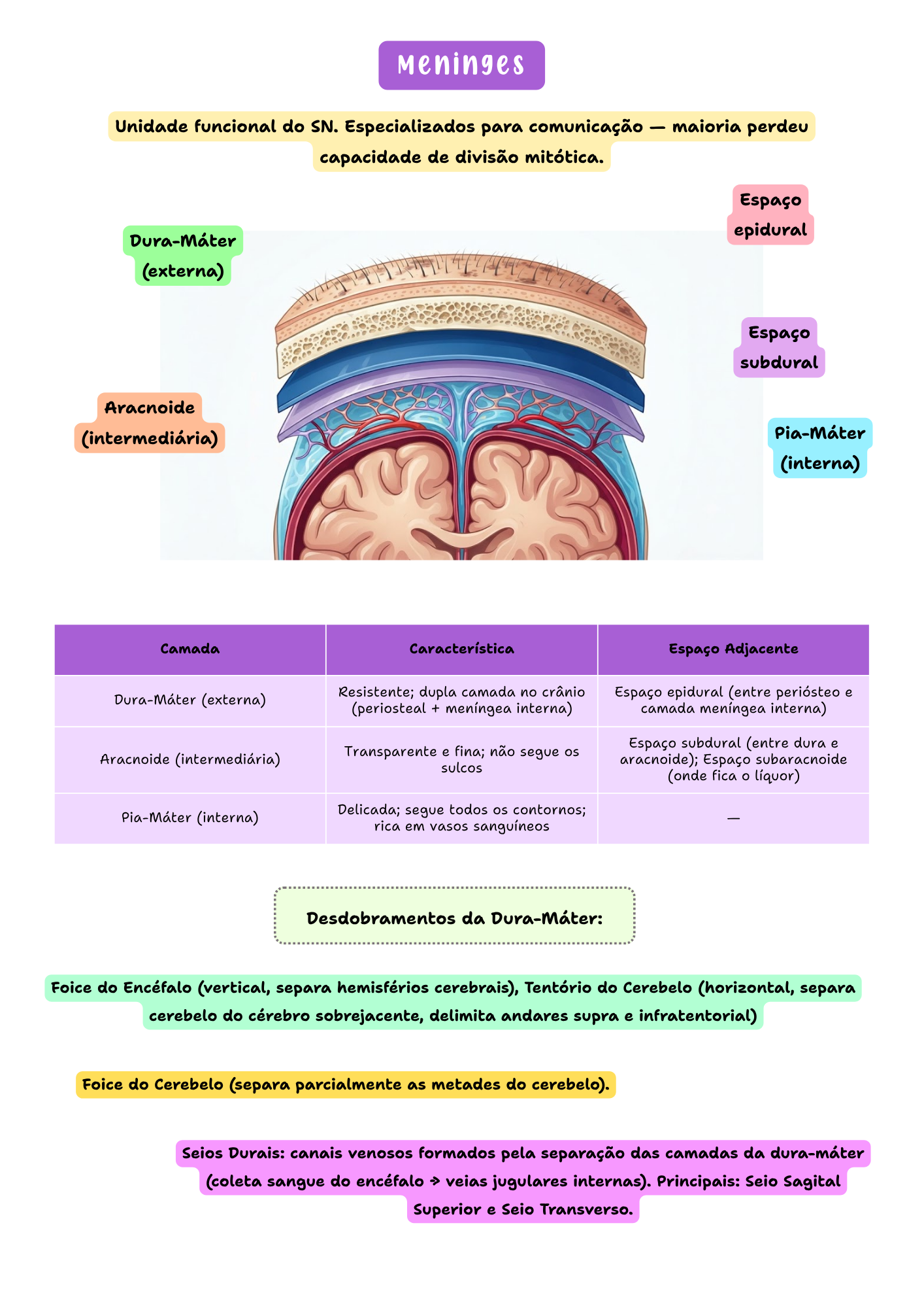 Amostra de página — Anatomia