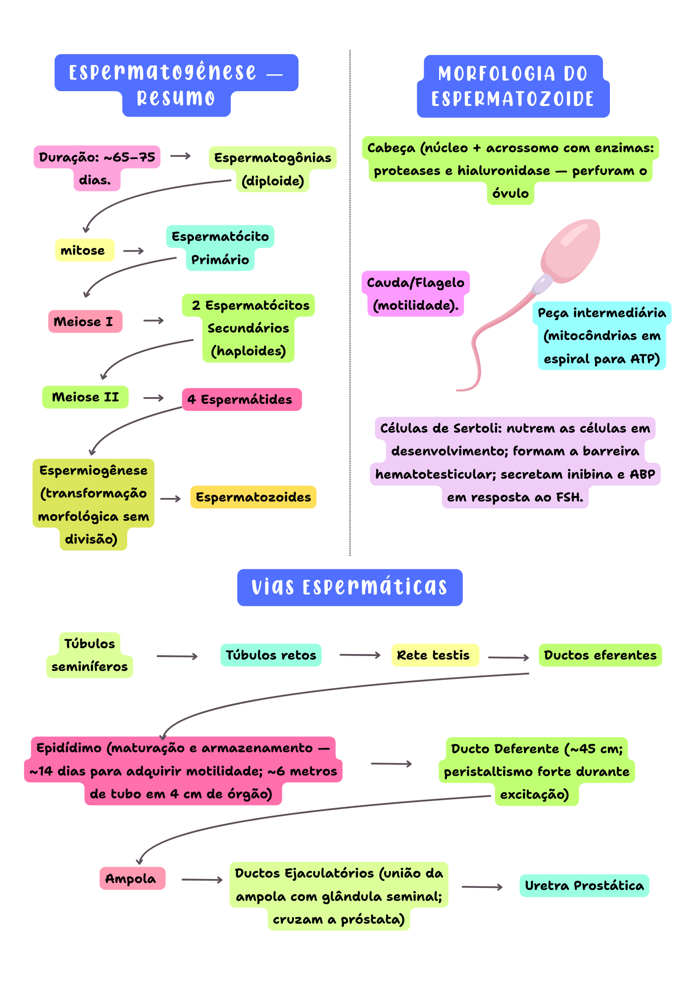 Amostra de página — Anatomia