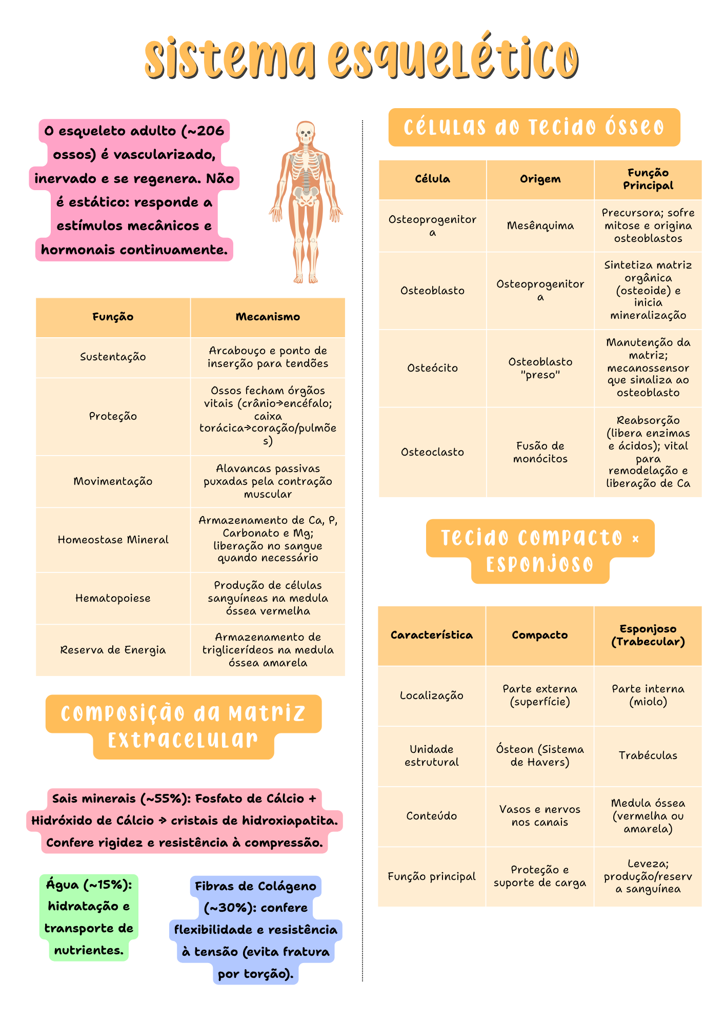 Amostra de página — Anatomia