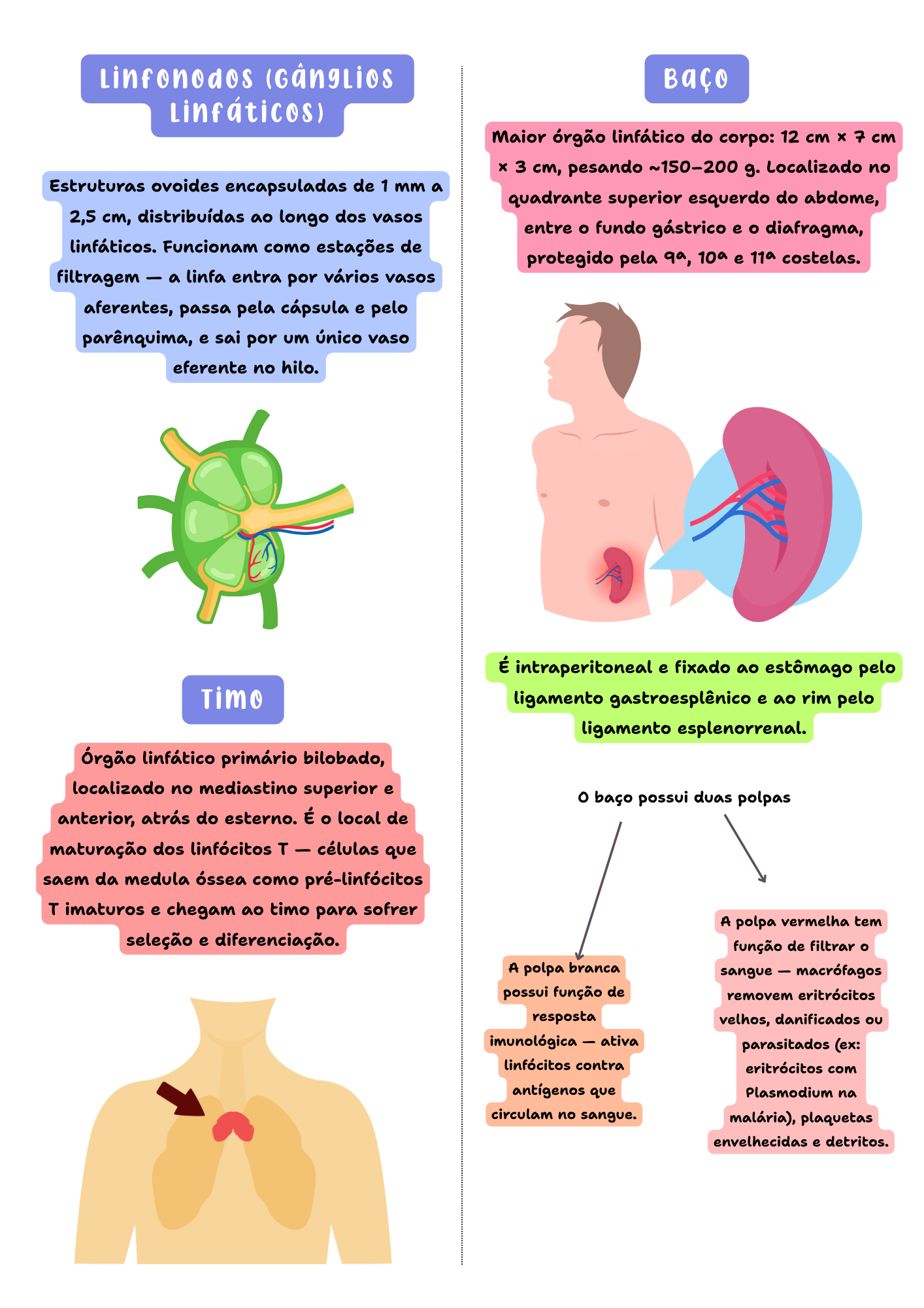 Amostra de página do resumo